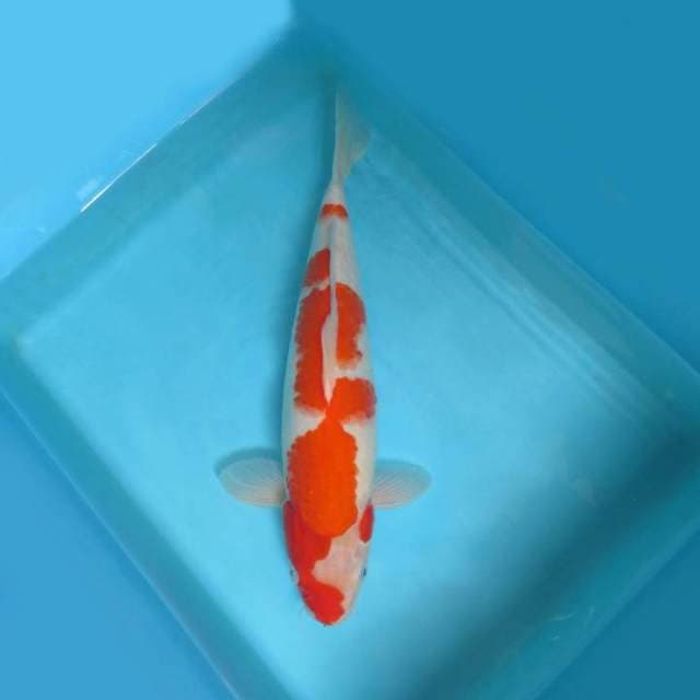 3. DAMARKOI ( KOHAKU BAKAT JUMBO )