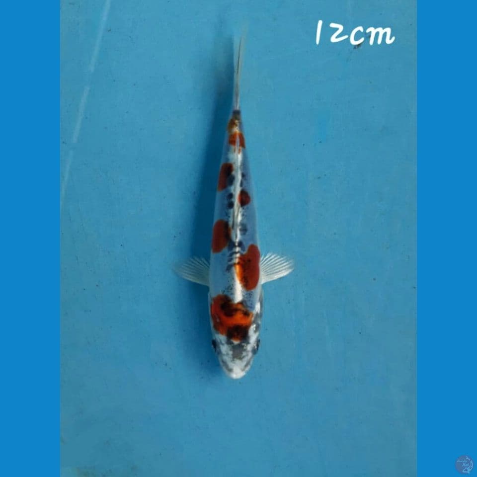 Kikokuryu 12cm
