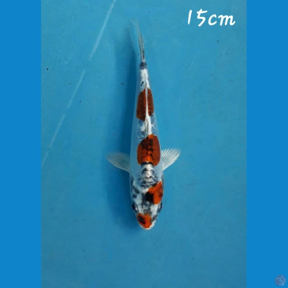 Kikokuryu 15cm