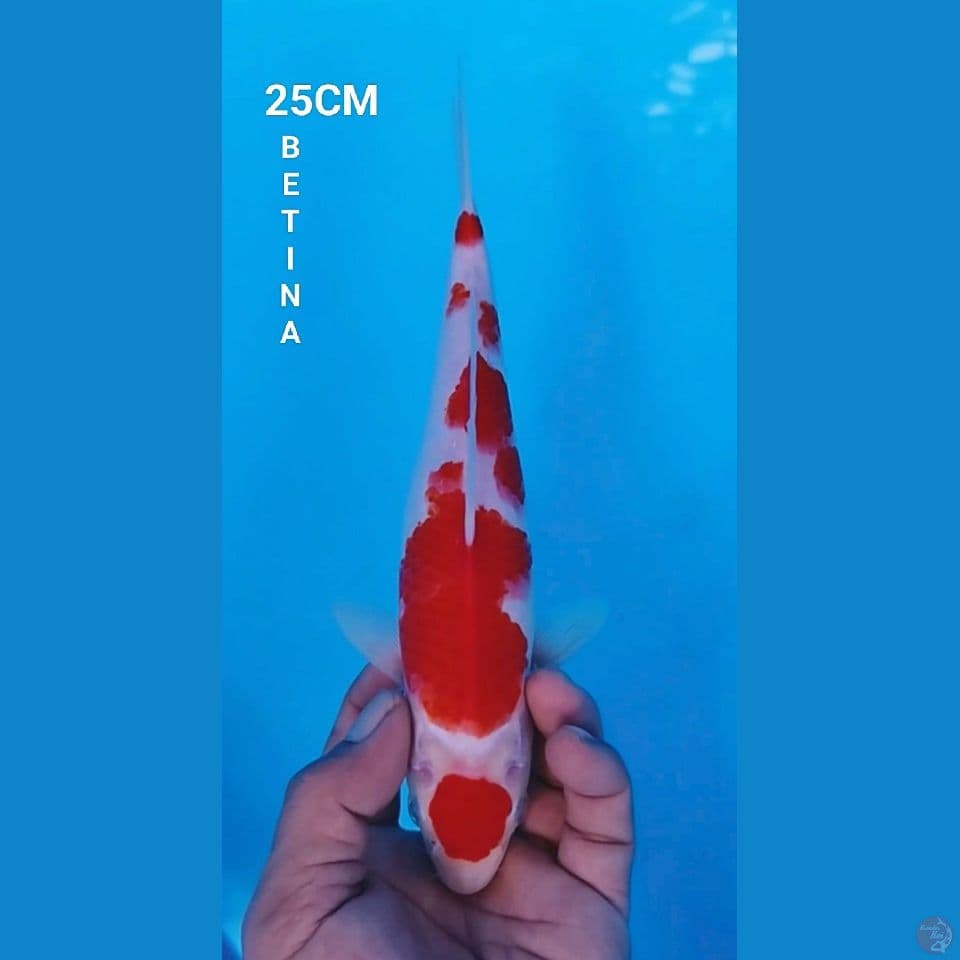 ORIGINAL KOHAKU 25CM BETINA