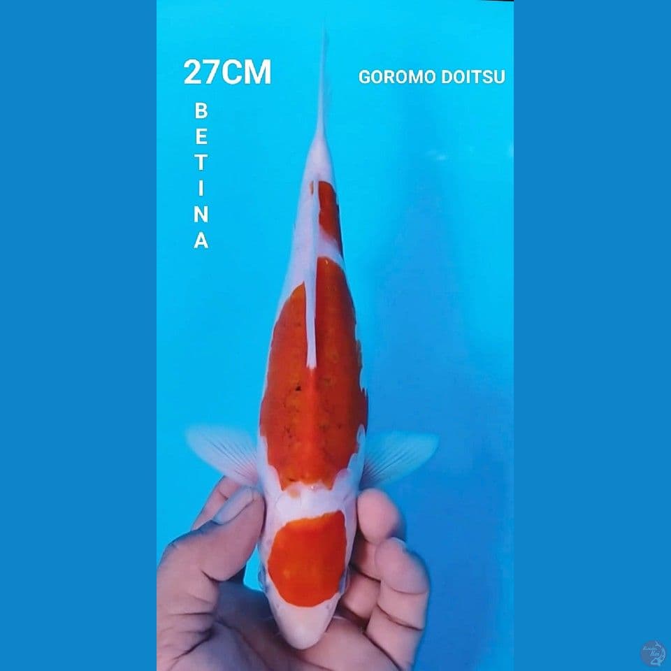 ORIGINAL MARUTEN GOROMO DOITSU 27CM