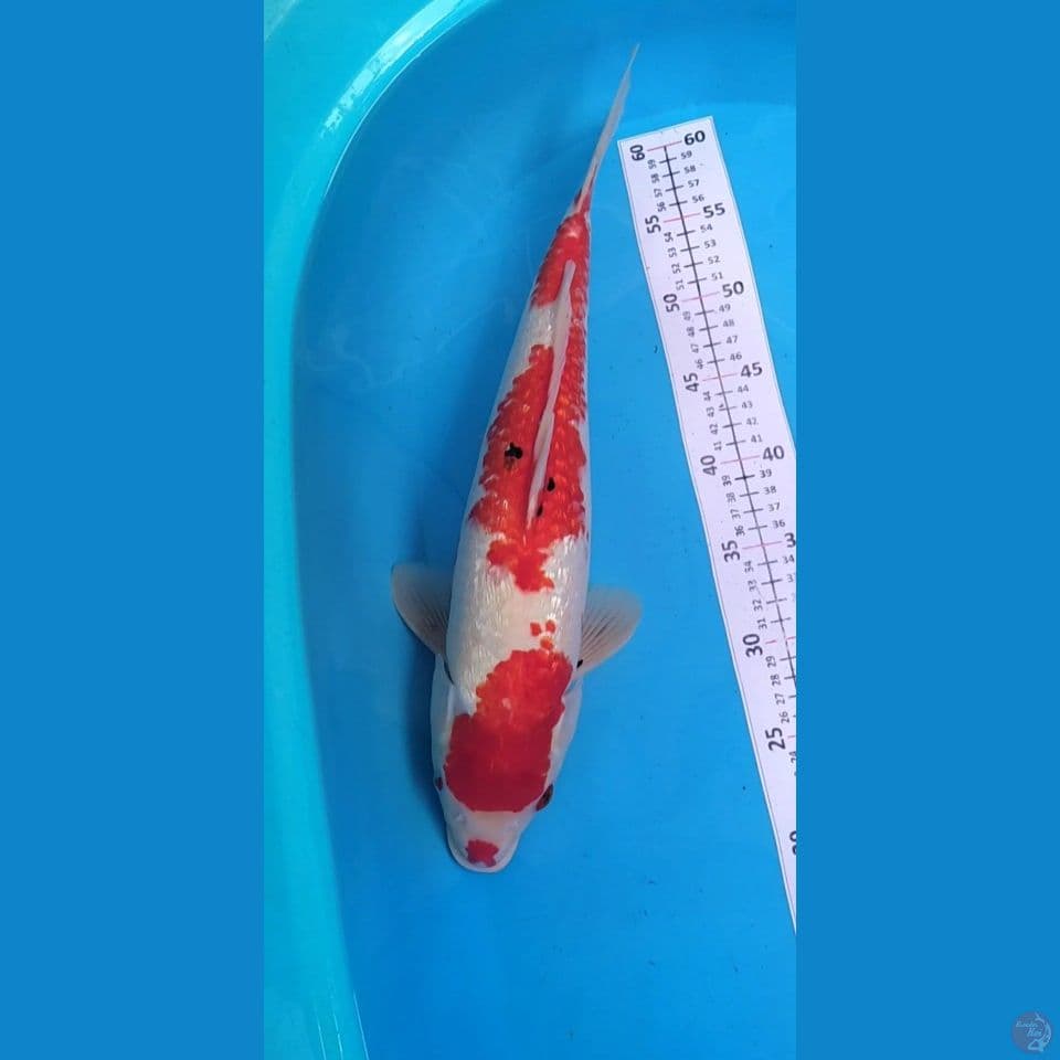 Strong 45cm Jantan