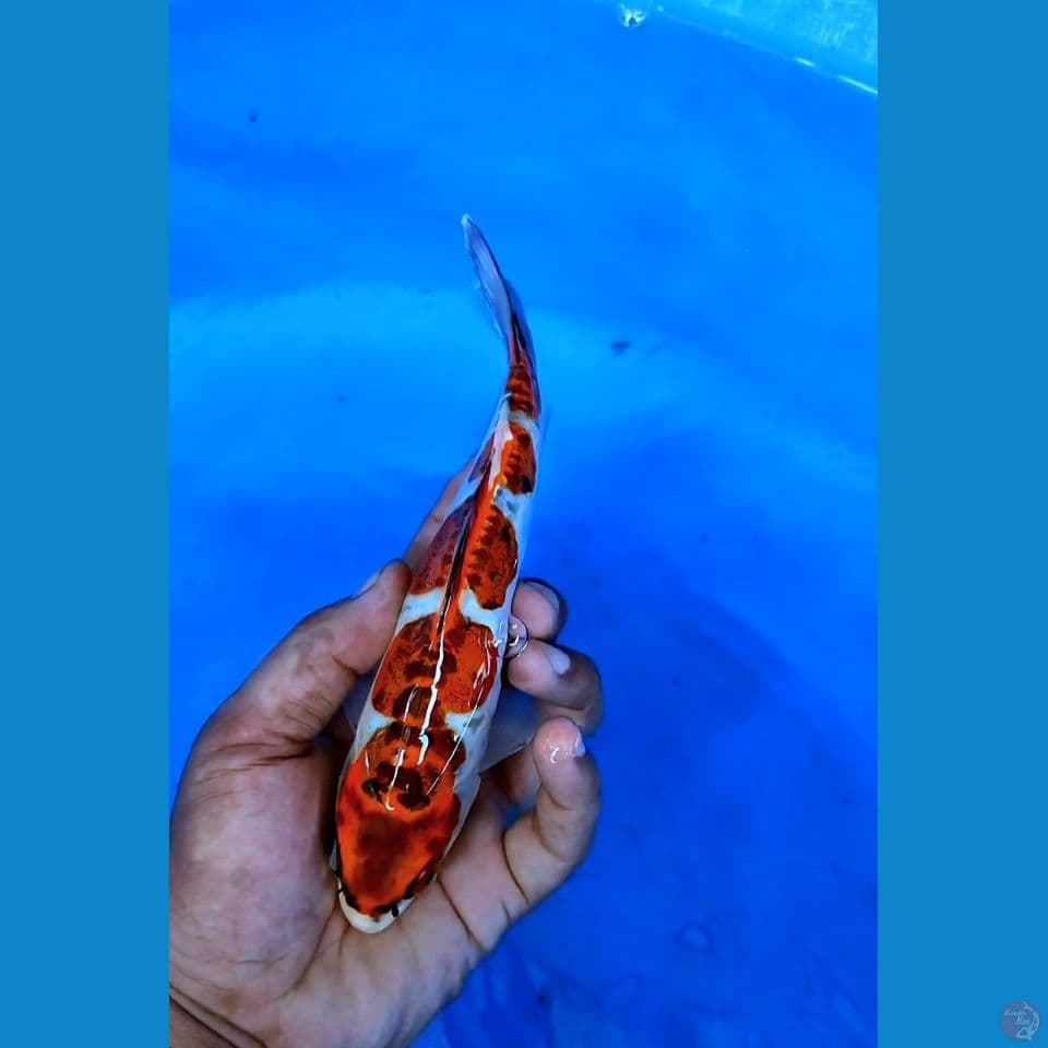 kikoryu 20cm ml