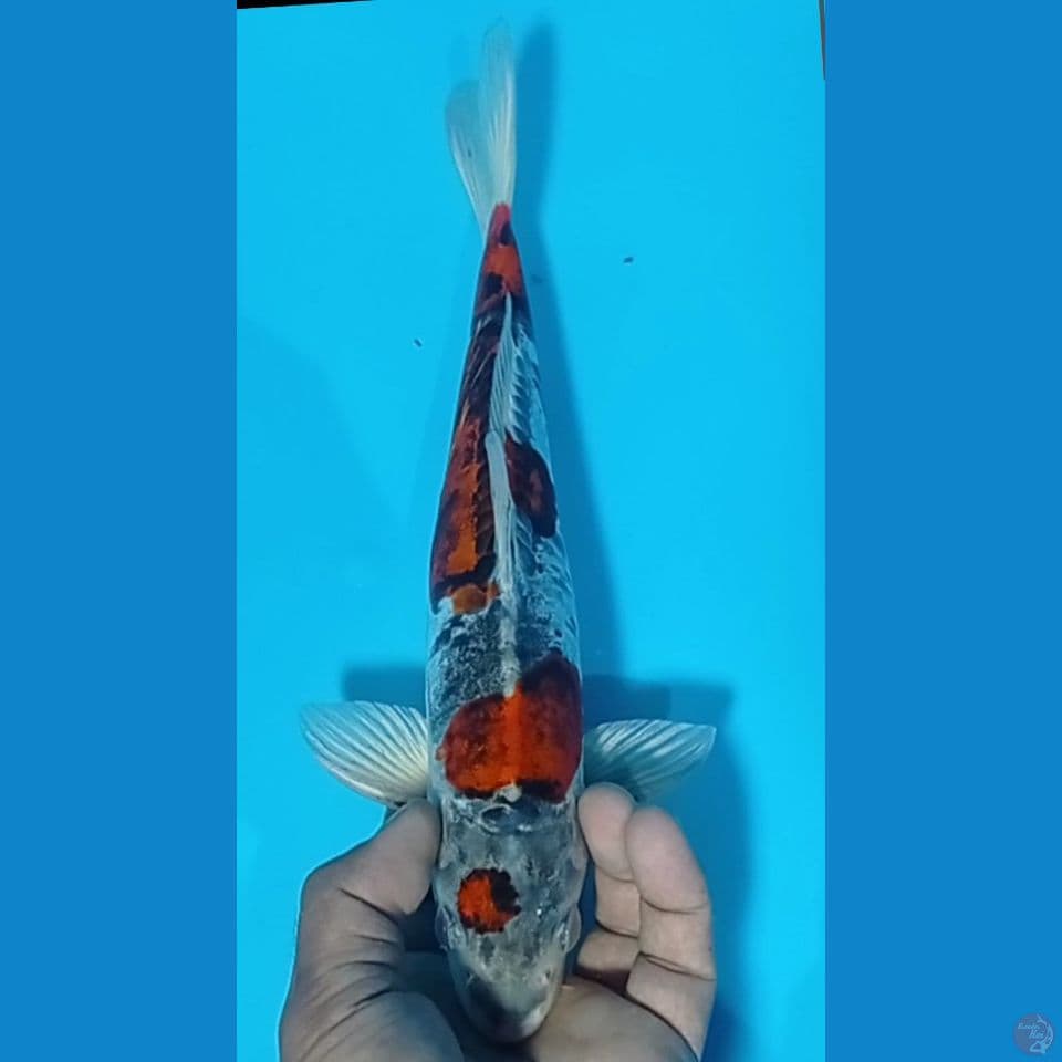 GOROMO DOIT 32CM