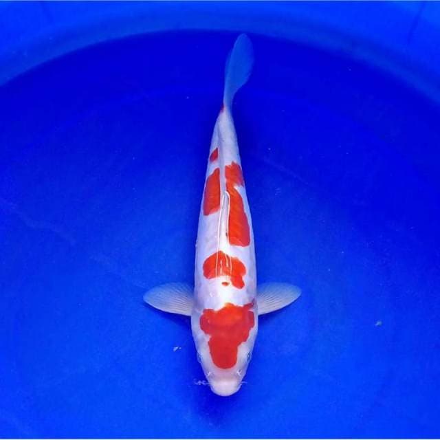 Kohaku 30 cm