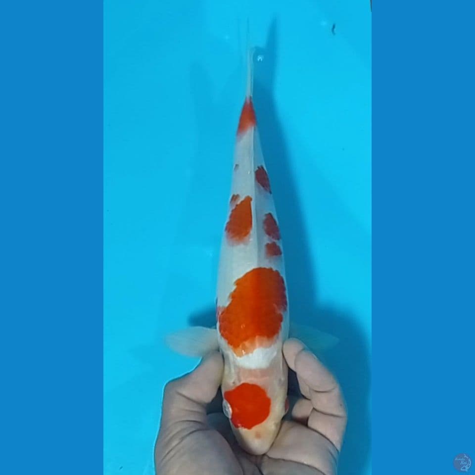 ORIGINAL 30CM