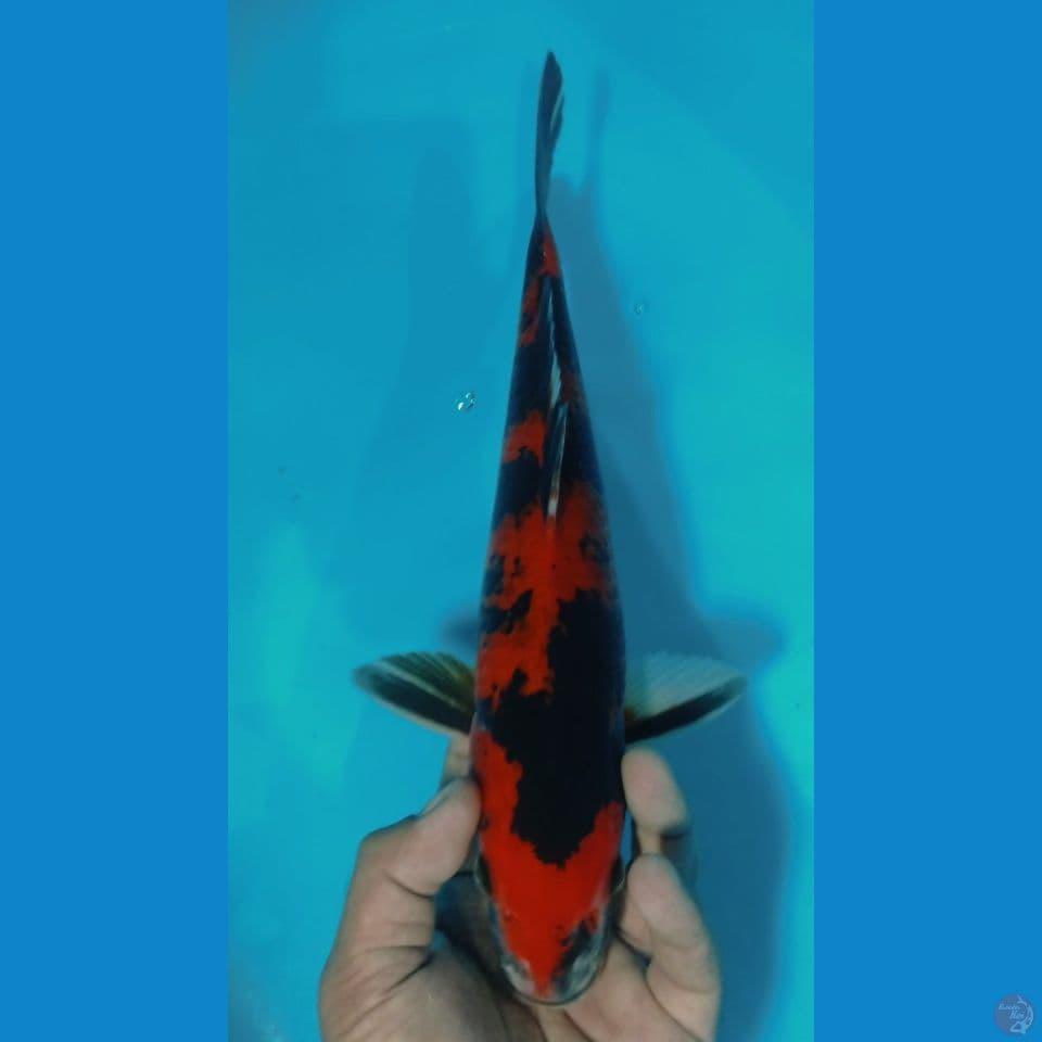 hi showa 35 cm