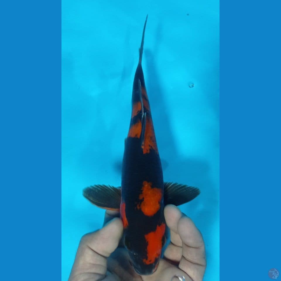 utsuri 27cm