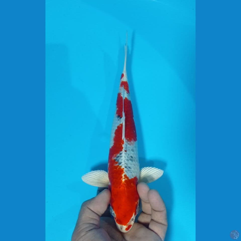 kujaku 30cm