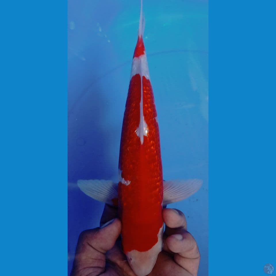 kohaku ginrin 32