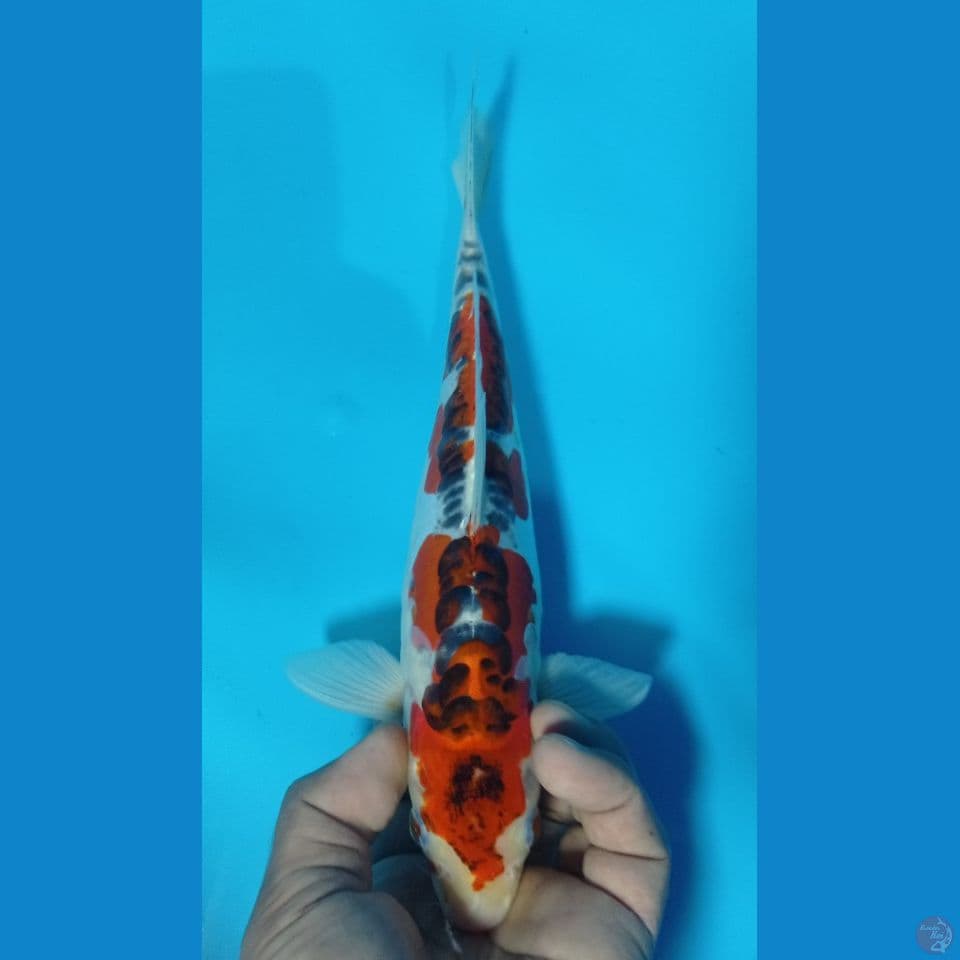 kujaku doitsu 28cm