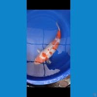 Kohaku bulky 50 bu Male punuk