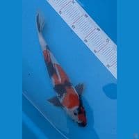 Showa Male 31 cm