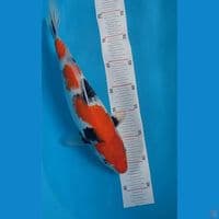 Showa 36 cm