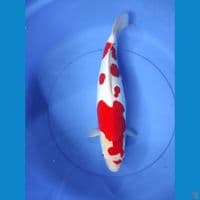 f/47cm doitsu murni orisinil