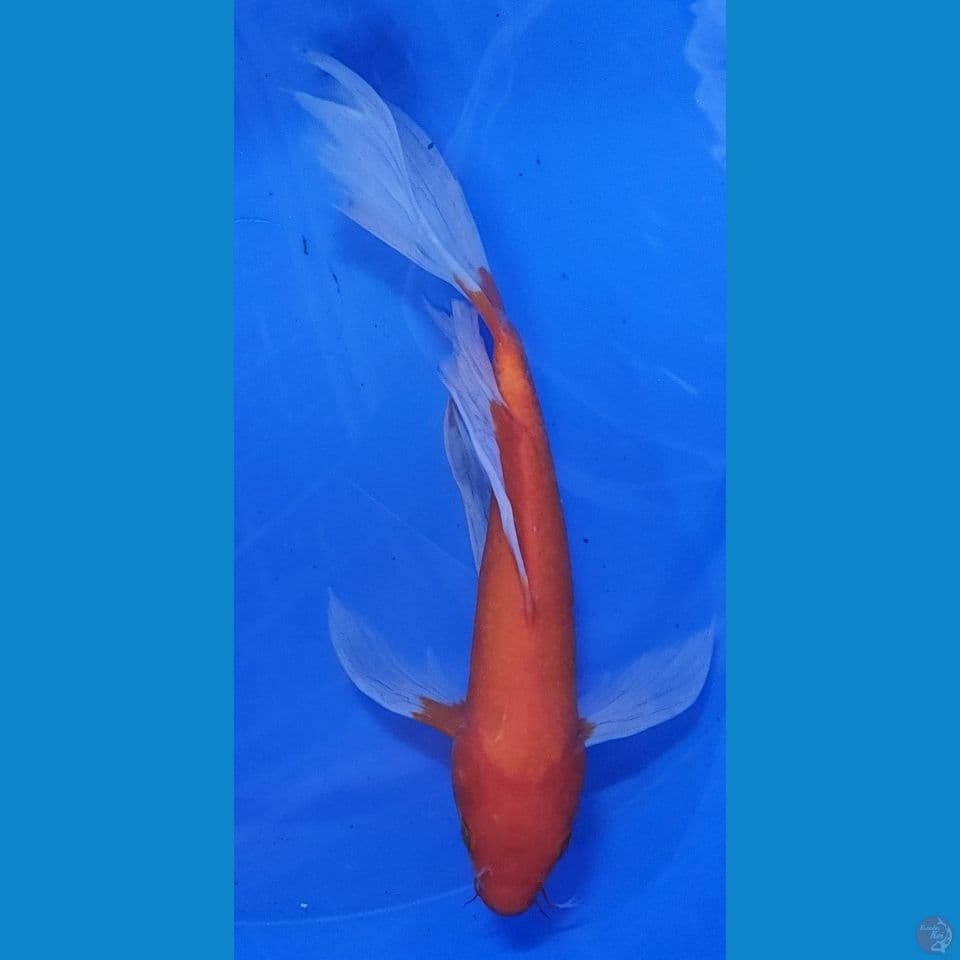 31cm kumpay