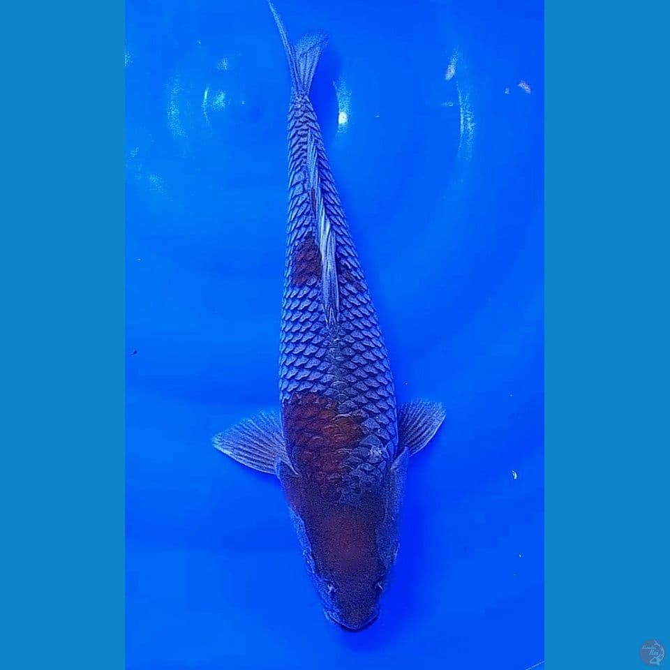 37 cm ochiba sigure