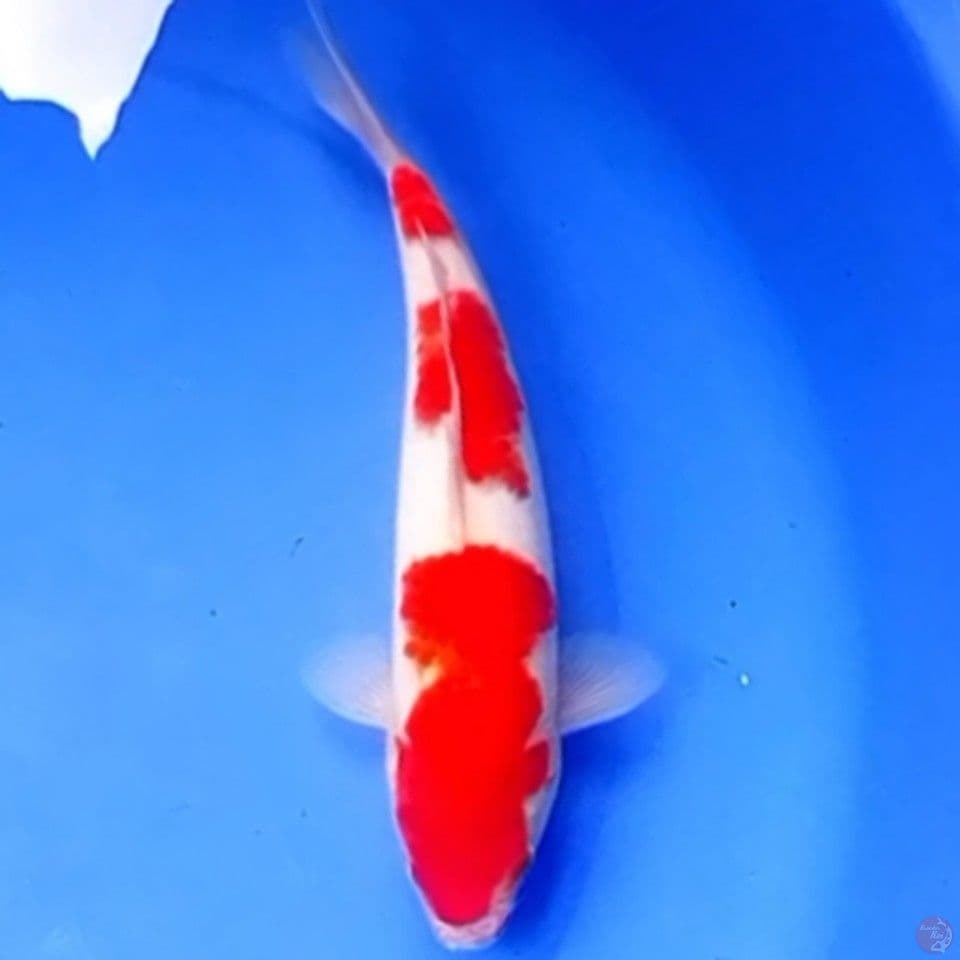 29cm KOHAKU 3STEP