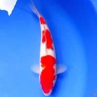 29cm KOHAKU 3STEP