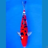 38cm SANKE LORENG SUPER STRONG 