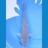41cm SORAGOI BAKAT BULKY