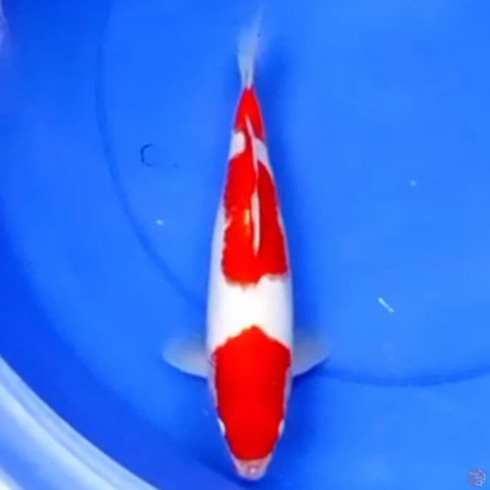 29cm SANDAN KOHAKU SIMETRIS