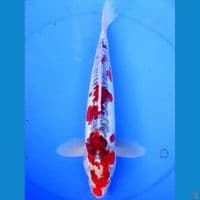 40cm GOSHIKI DOITSU 