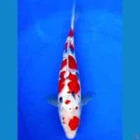 40cm MARUTEN TSUBOSUMI SANKE SAKURA JUMBO 