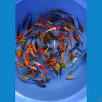 PAKET 100 EKOR UKURAN 10 CM 