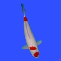 kohaku 50 cm
