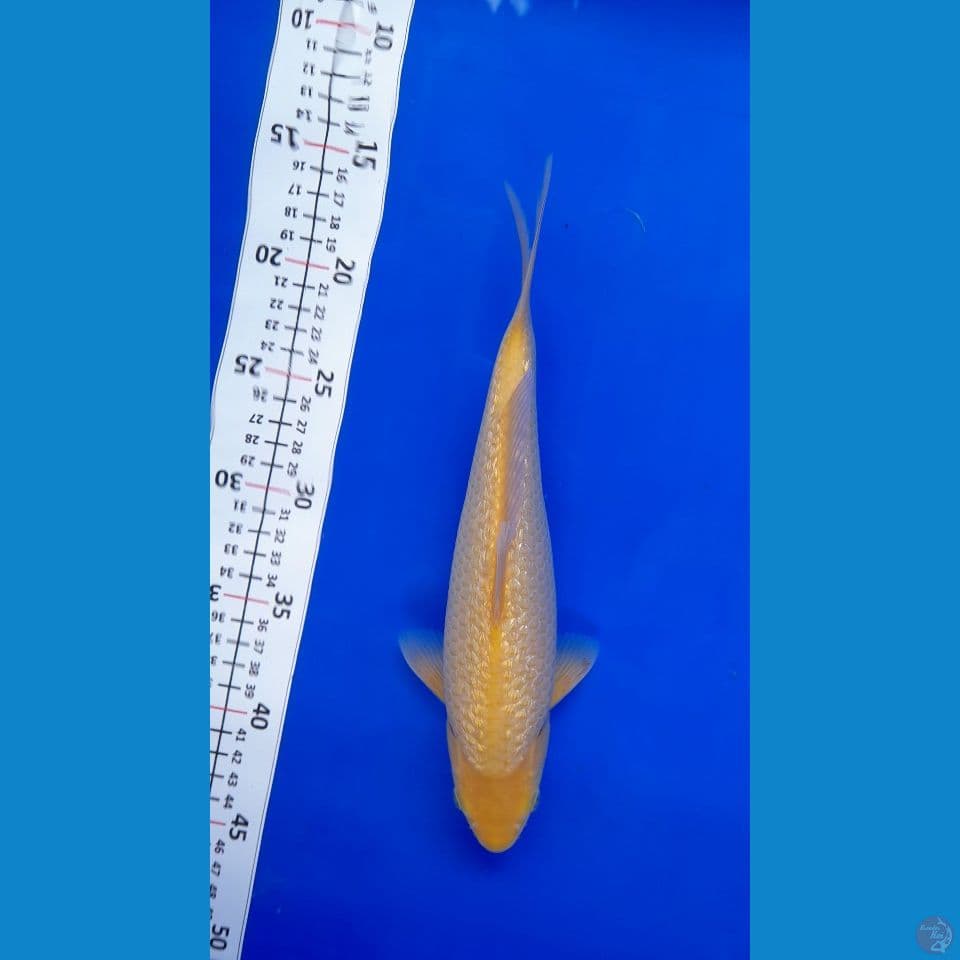 25cm Gindrin karasi