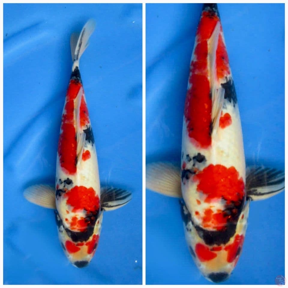 Kindai showa 37cm male 