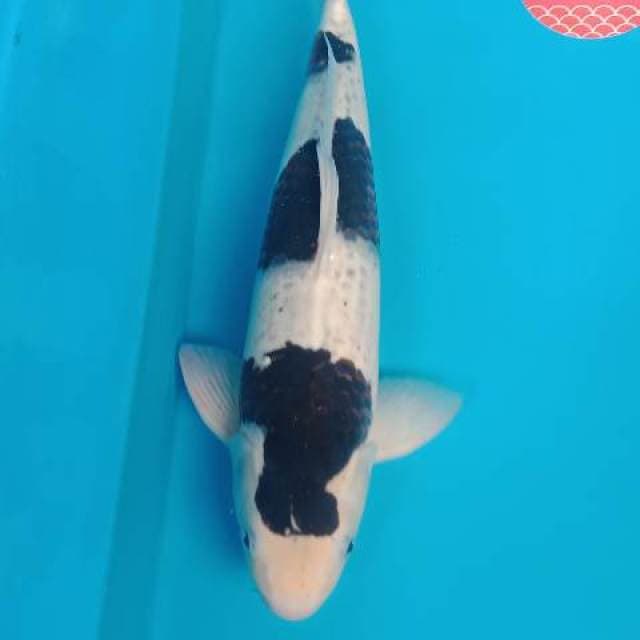 KOROMO SQ MALE