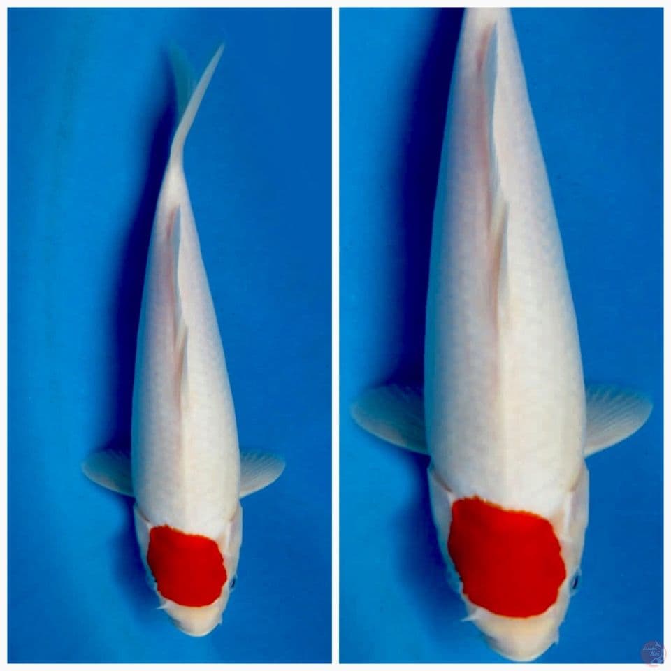 Tancho kohaku ori 32cm
