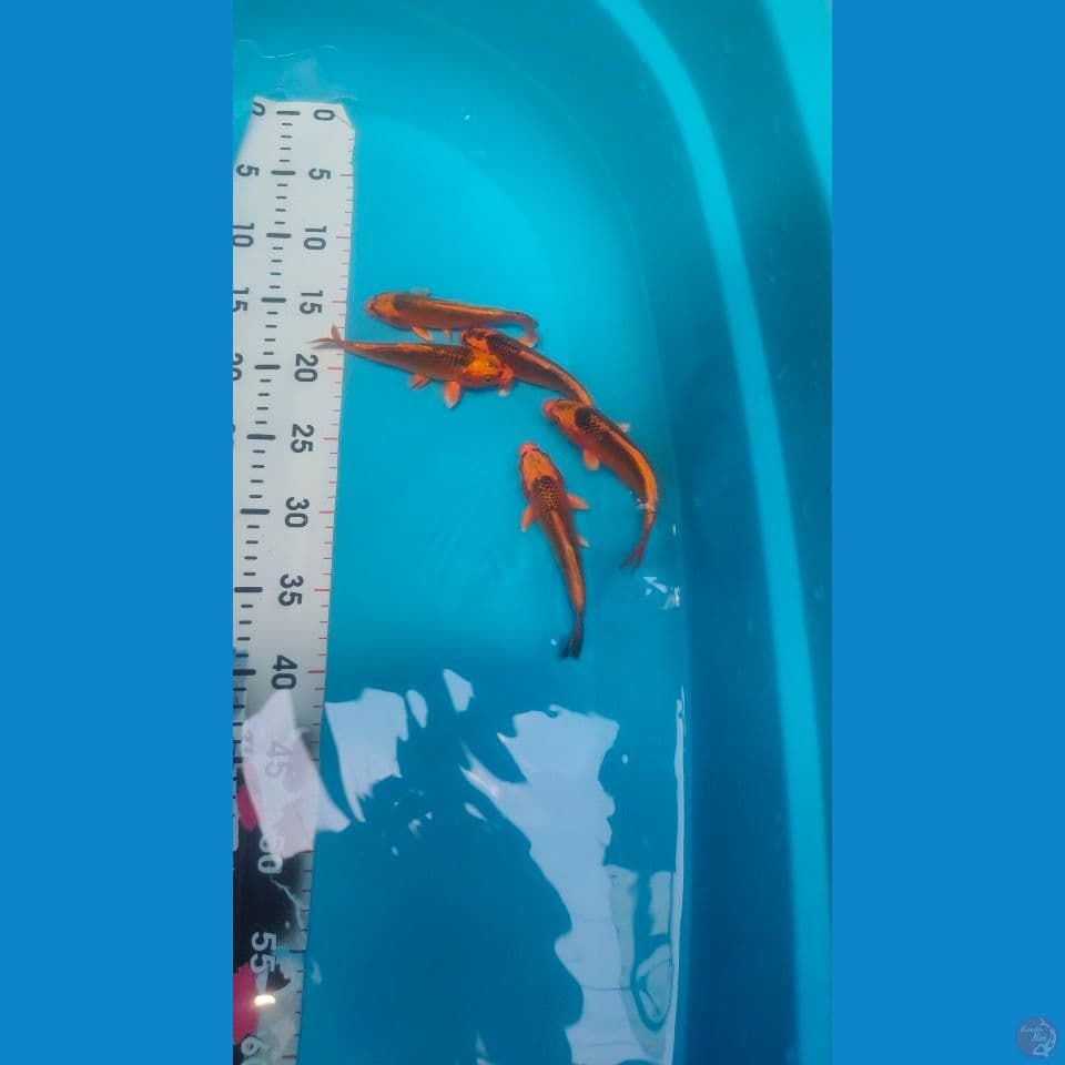 Paket 5ekor Kin Matsuba mantab² 12-14cm™
