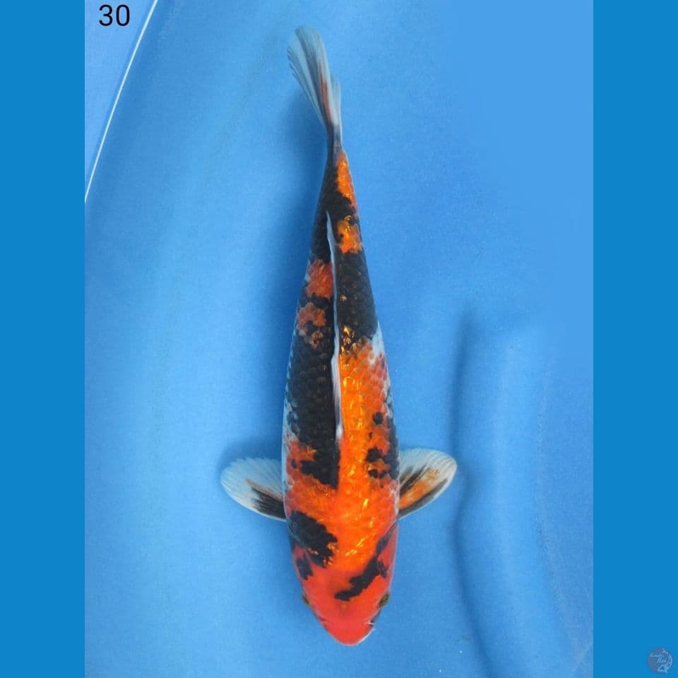 30cm - Showa Ginrin