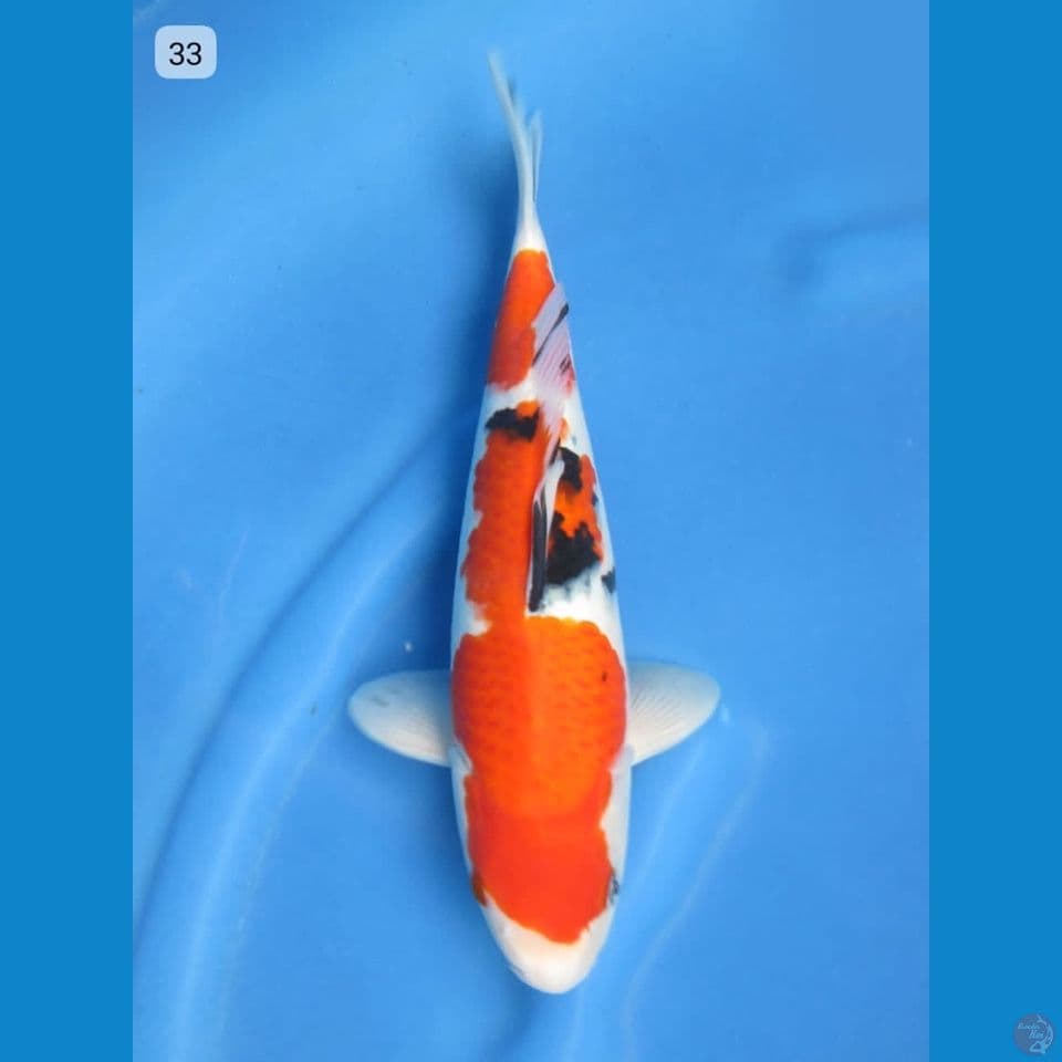 33cm - Sanke