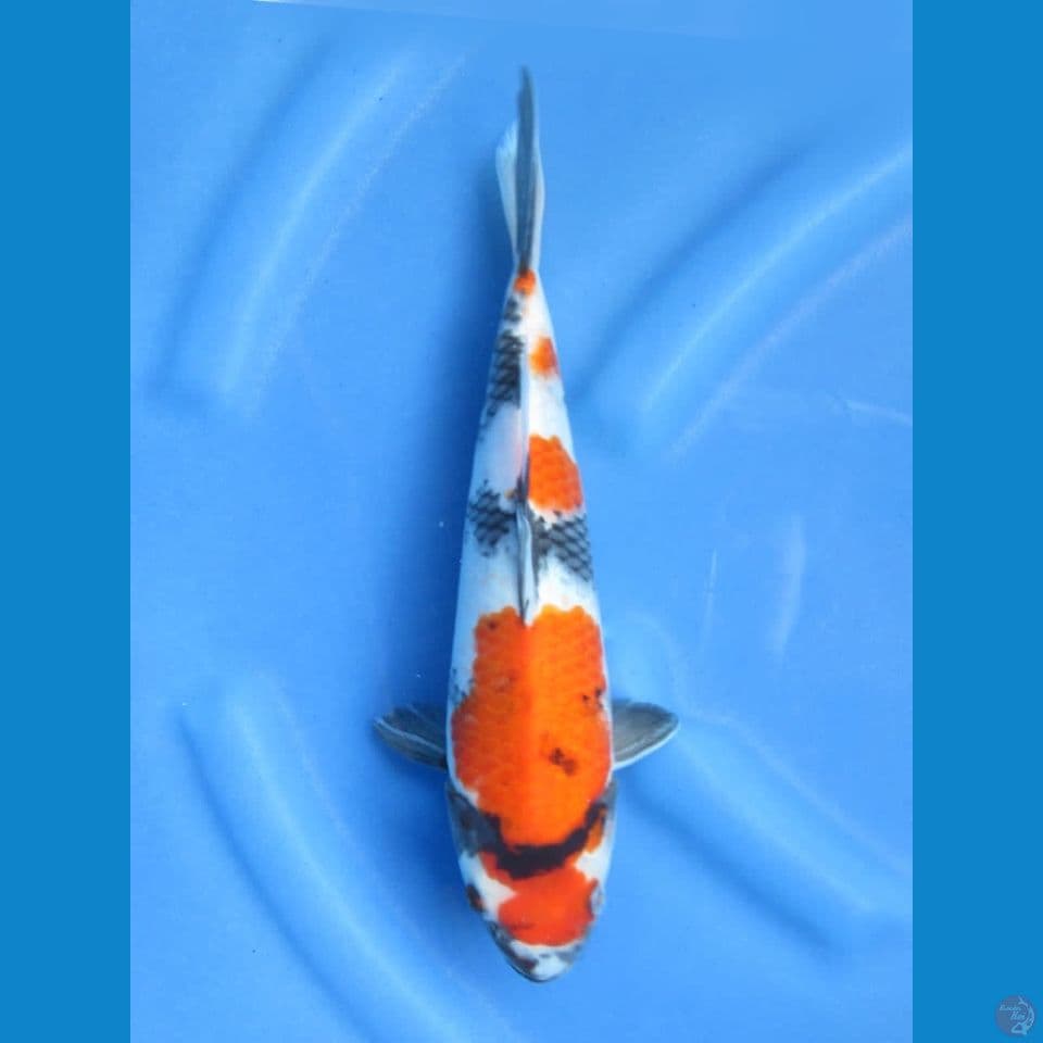 28cm - Showa