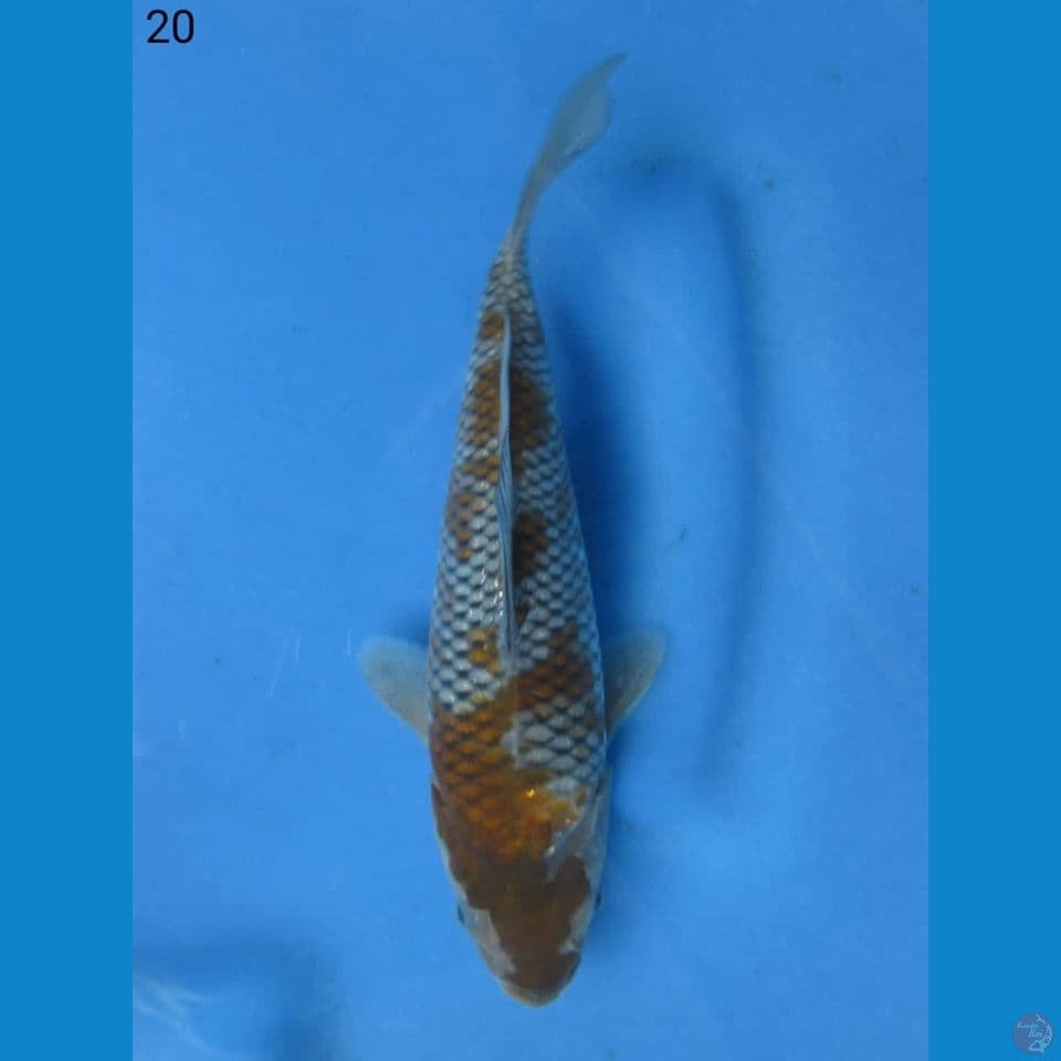 20cm - Ochiba