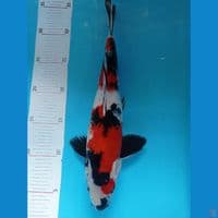 Showa 31 cm male