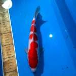 Kohaku