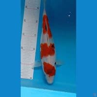 Showa Tategoi 30 cm