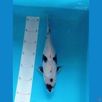 Shiro 31 cm