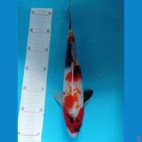 Showa 32 cm male