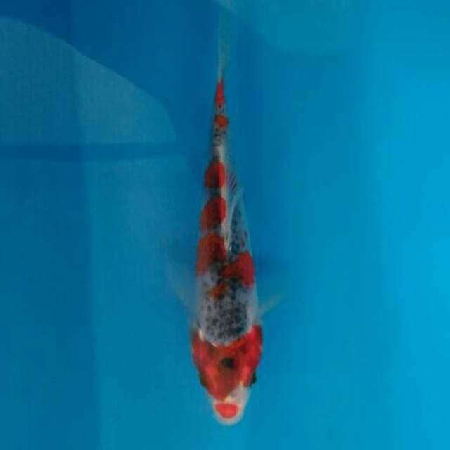 GUS HIKI APIK