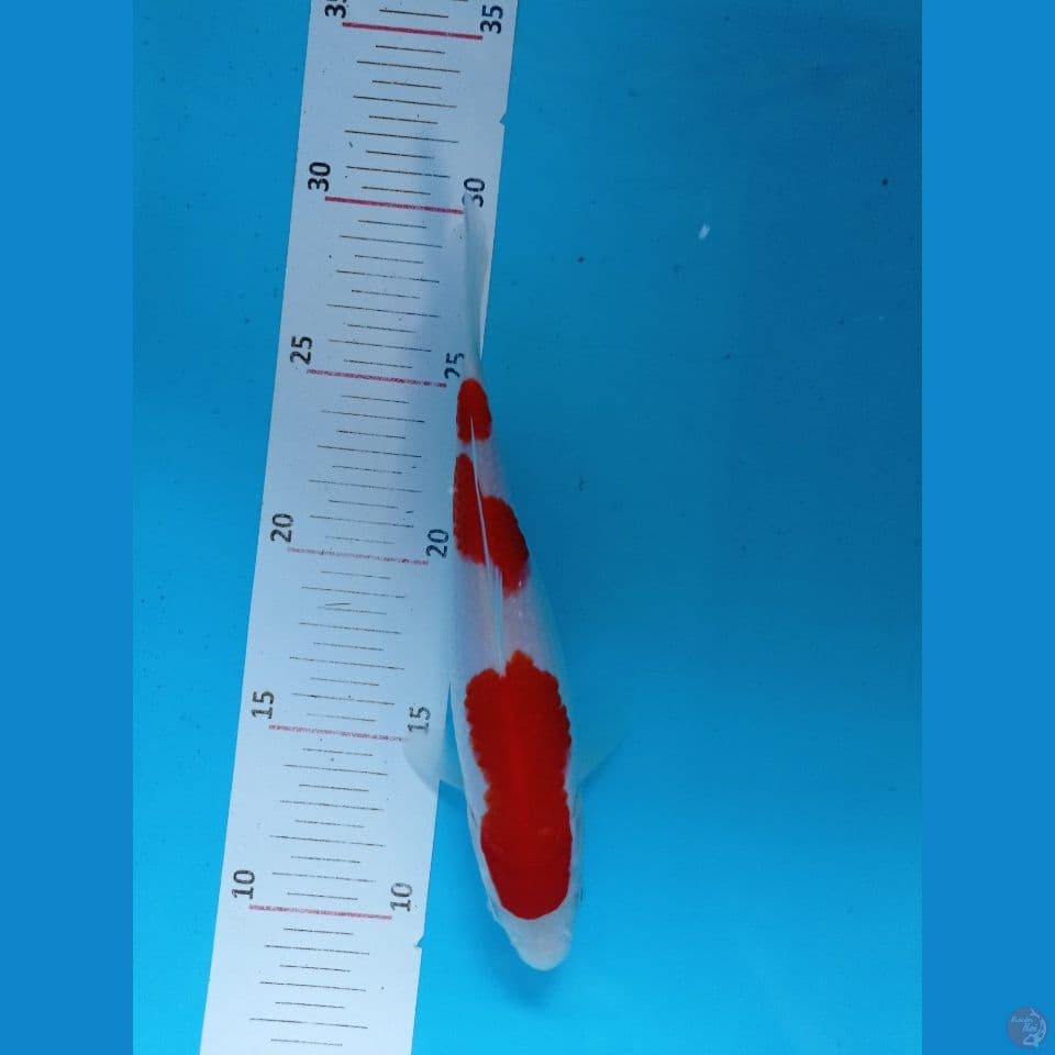 Kohaku 20 cm