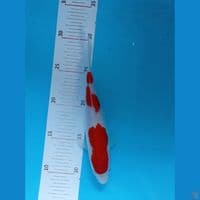 Kohaku 20 cm