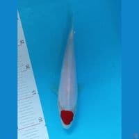 Tancho 22 cm male