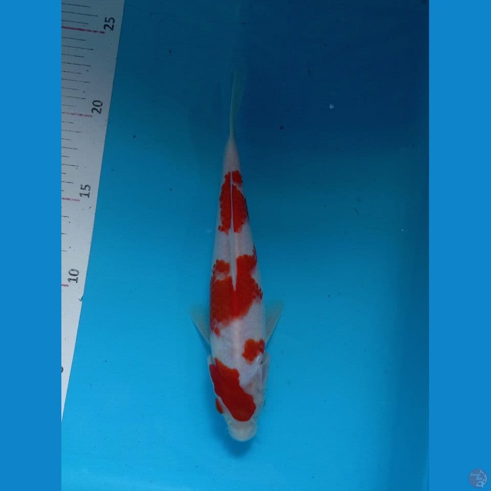 Kohaku 20 cm male