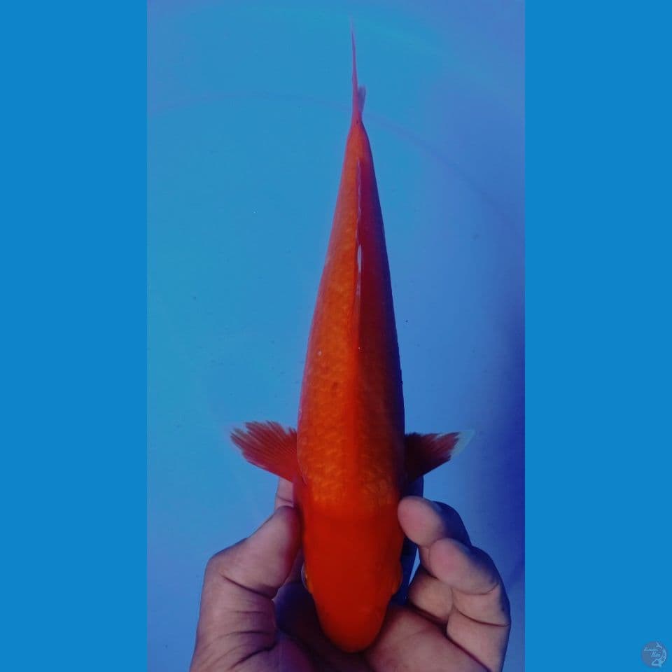 HAJIRO + 30